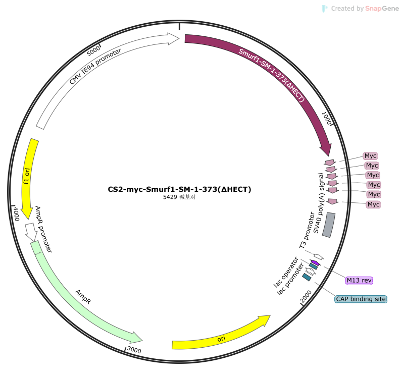 CS2-myc-Smurf1-SM-1-373(∆ HECT)